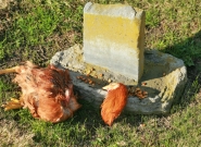 43_gallina-sacrificio.jpg